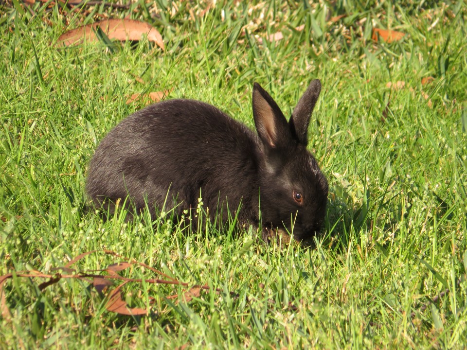 baby black rabbit